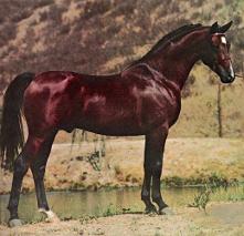 Double Starz Ranch